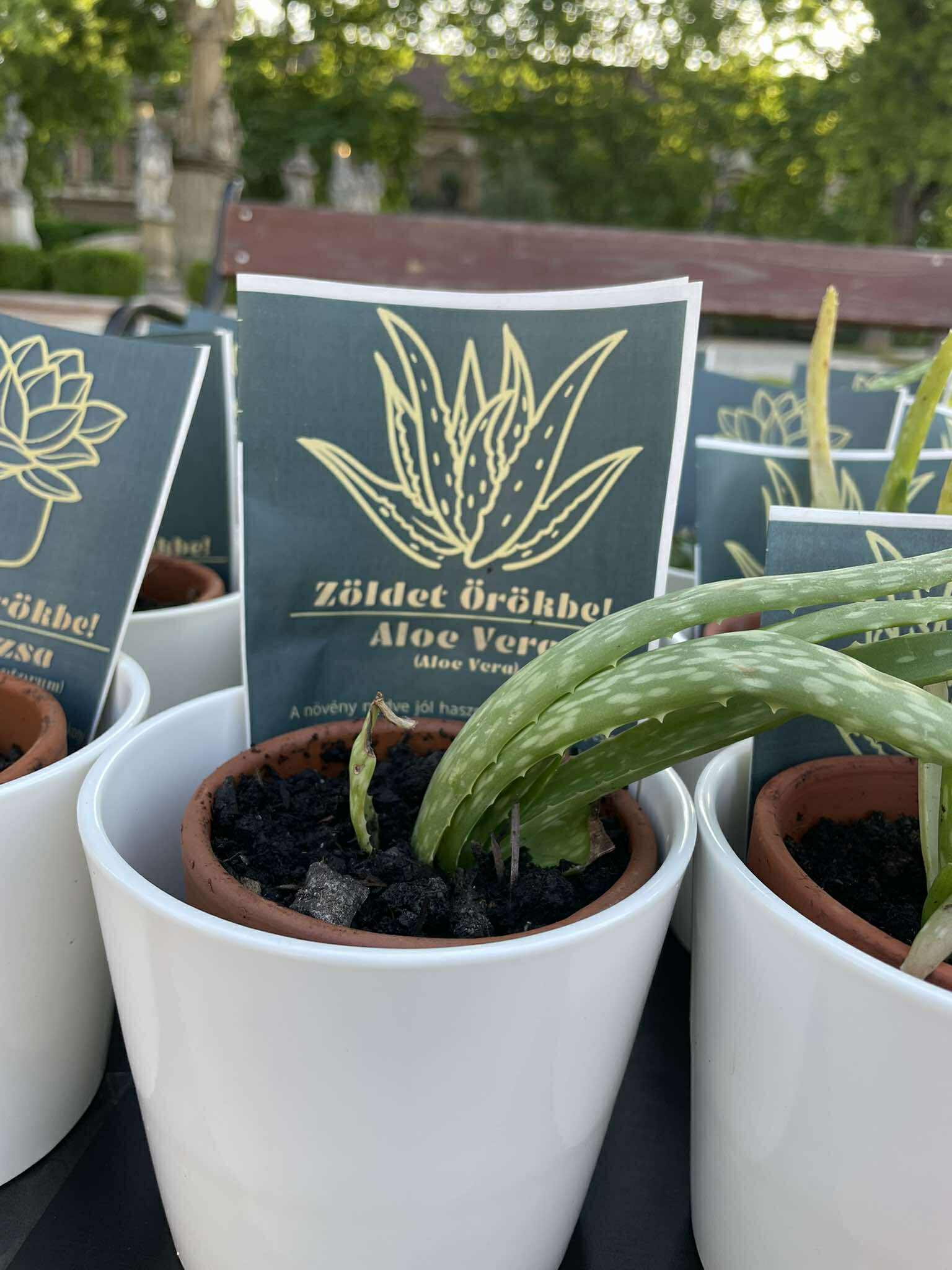 Zöldet Örökbe Nagykanizsán